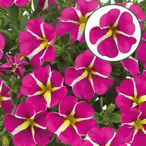 Afbeelding van Calibrachoa P12 Pink star